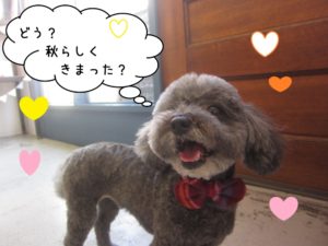 笑顔トイプードル