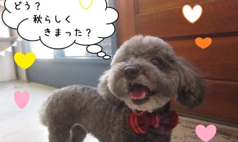 笑顔トイプードル