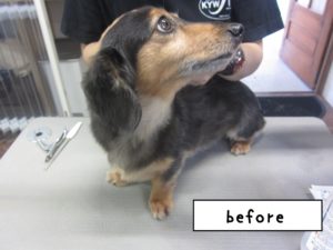 カット前ミニチュアダックス