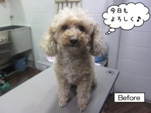 カット前トイプードル