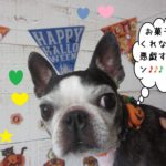 おすましボストンテリア