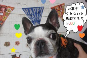 おすましボストンテリア