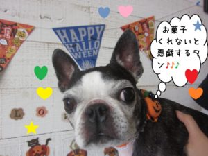 おすましボストンテリア