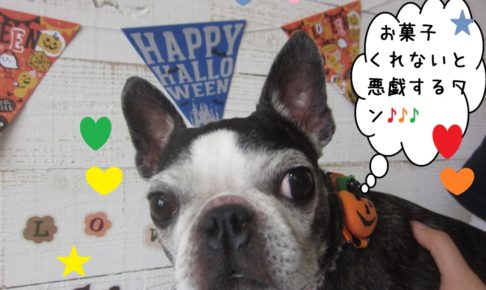 おすましボストンテリア