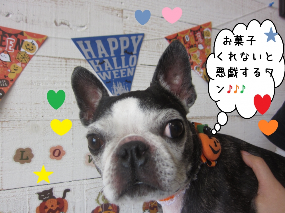 おすましボストンテリア