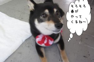 くつろぎ伏せ黒柴犬