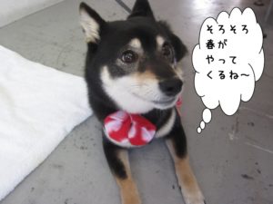 くつろぎ伏せ黒柴犬