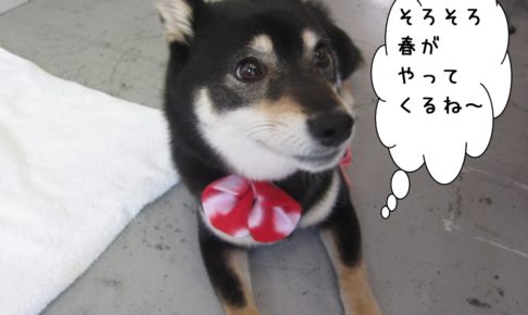 くつろぎ伏せ黒柴犬