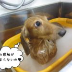 きょとんミニチュアダックス