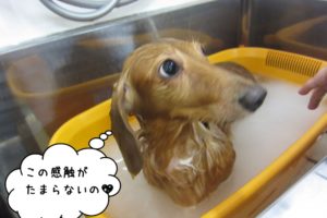 きょとんミニチュアダックス