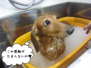 きょとんミニチュアダックス