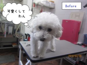カット前トイプードル