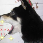 叫ぶ黒柴犬