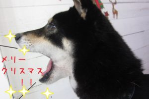 叫ぶ黒柴犬