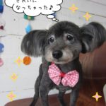 赤リボンミックス犬