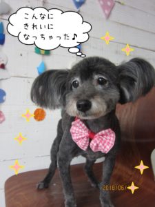 赤リボンミックス犬