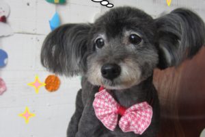 赤リボンミックス犬