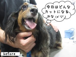 カット前ミニチュアダックス