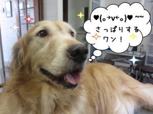 施術後ゴールデンレトリーバー