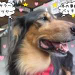 横顔ミニチュアダックス