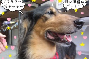 横顔ミニチュアダックス