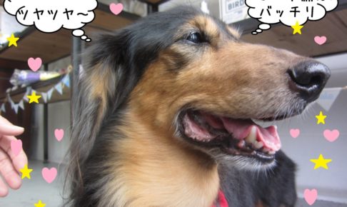 横顔ミニチュアダックス