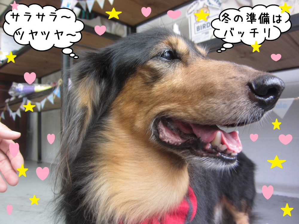 横顔ミニチュアダックス