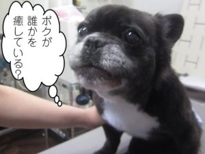 施術前ポコちゃん