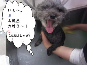スパ中トイプードル