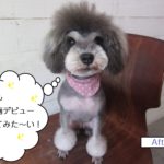 おすわりMシュナ