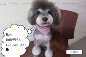 おすわりMシュナ