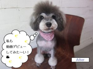 おすわりMシュナ