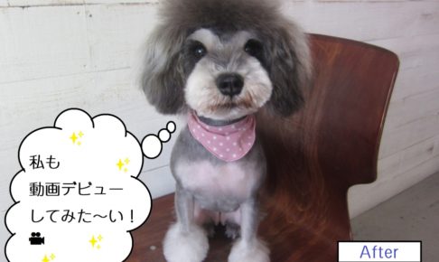 おすわりMシュナ