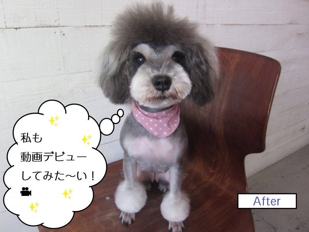 おすわりMシュナ