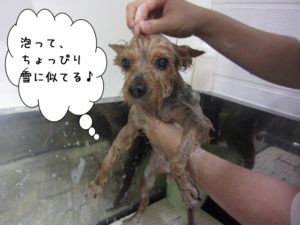シャンプー中ヨーキー