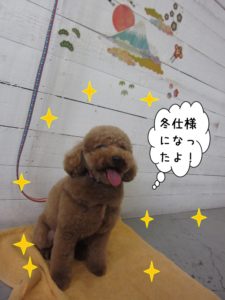 カット後トイプードル