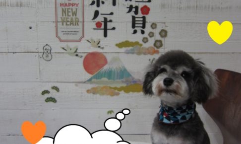 えっへんMシュナ