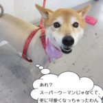 笑顔ミックス犬