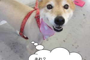 笑顔ミックス犬