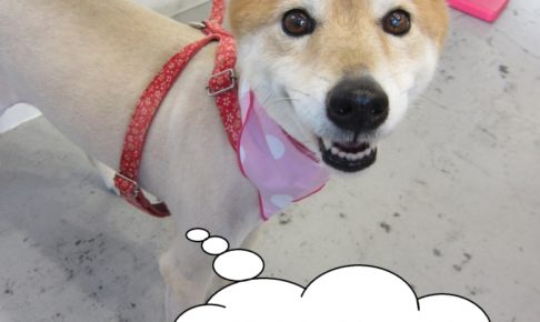 笑顔ミックス犬