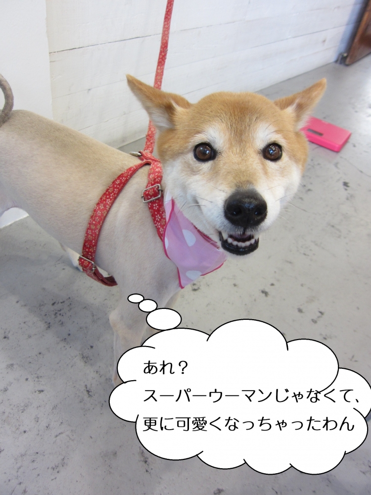 笑顔ミックス犬