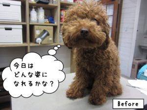 カット前トイプードル