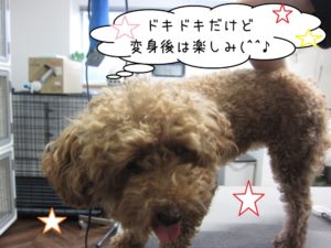 カット前トイプードル