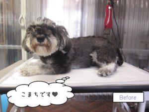 カット前Mシュナ