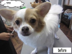 カット前チワワ