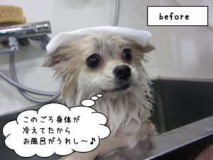 カット前ポメラニアン