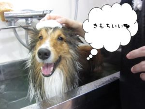 スパ中シェルティー