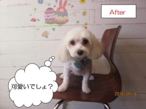 カット後マルチーズ