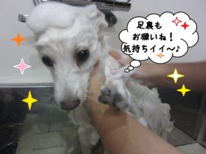 シャンプー中スピッツ