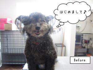 カット前ミックス犬